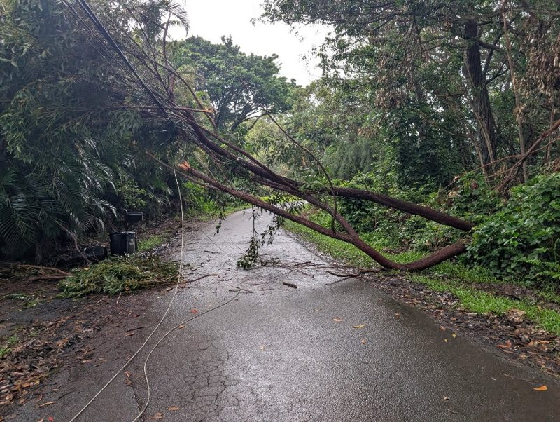 A tree down across the road with a utility line pulled down alongside it